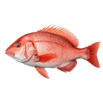 Red Snapper Pargo Rojo