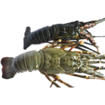 lobster - langosta