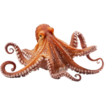 octupus pulpo