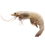 shrimpWild