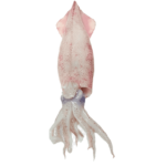 squid calamar